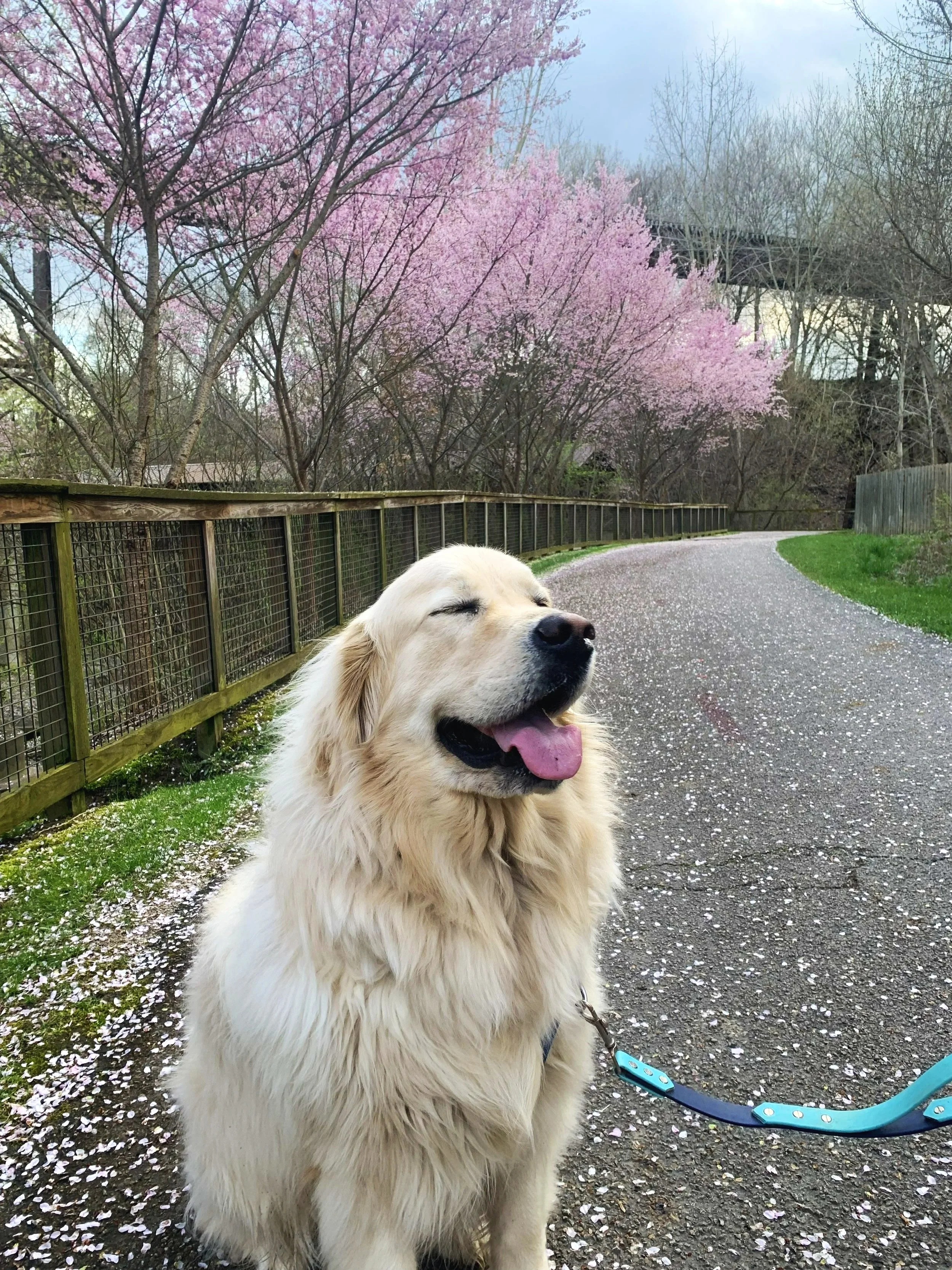 Golden retriever dog with its eyes closed, tongue out, sitting on a path covered in pink flower petals, with pink flowering trees and an overpass bridge in the background.