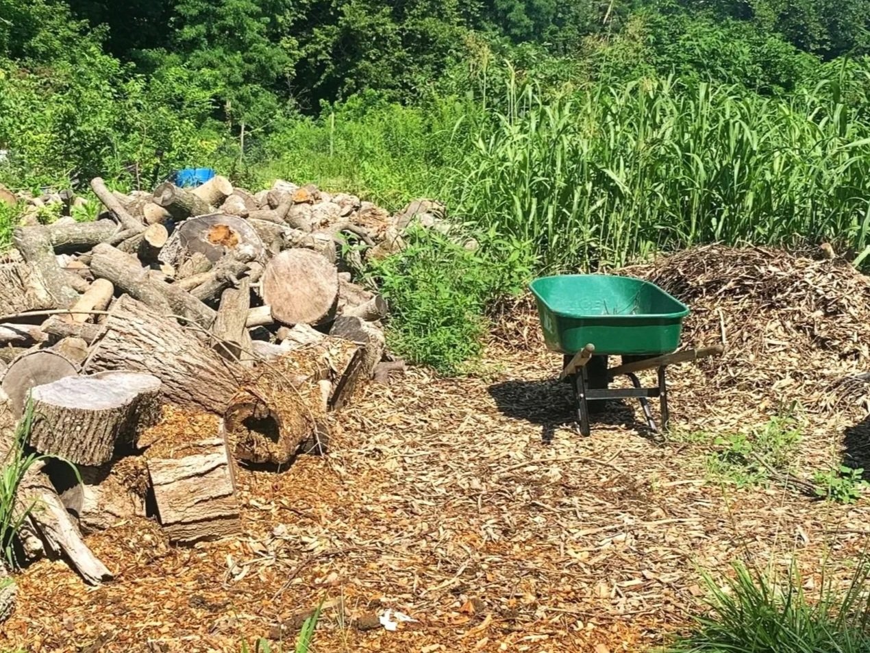 A green wheelbarrow on a dirt and wood chip ground, with a pile of chopped firewood on one side and a row of tall grass and trees in the background.