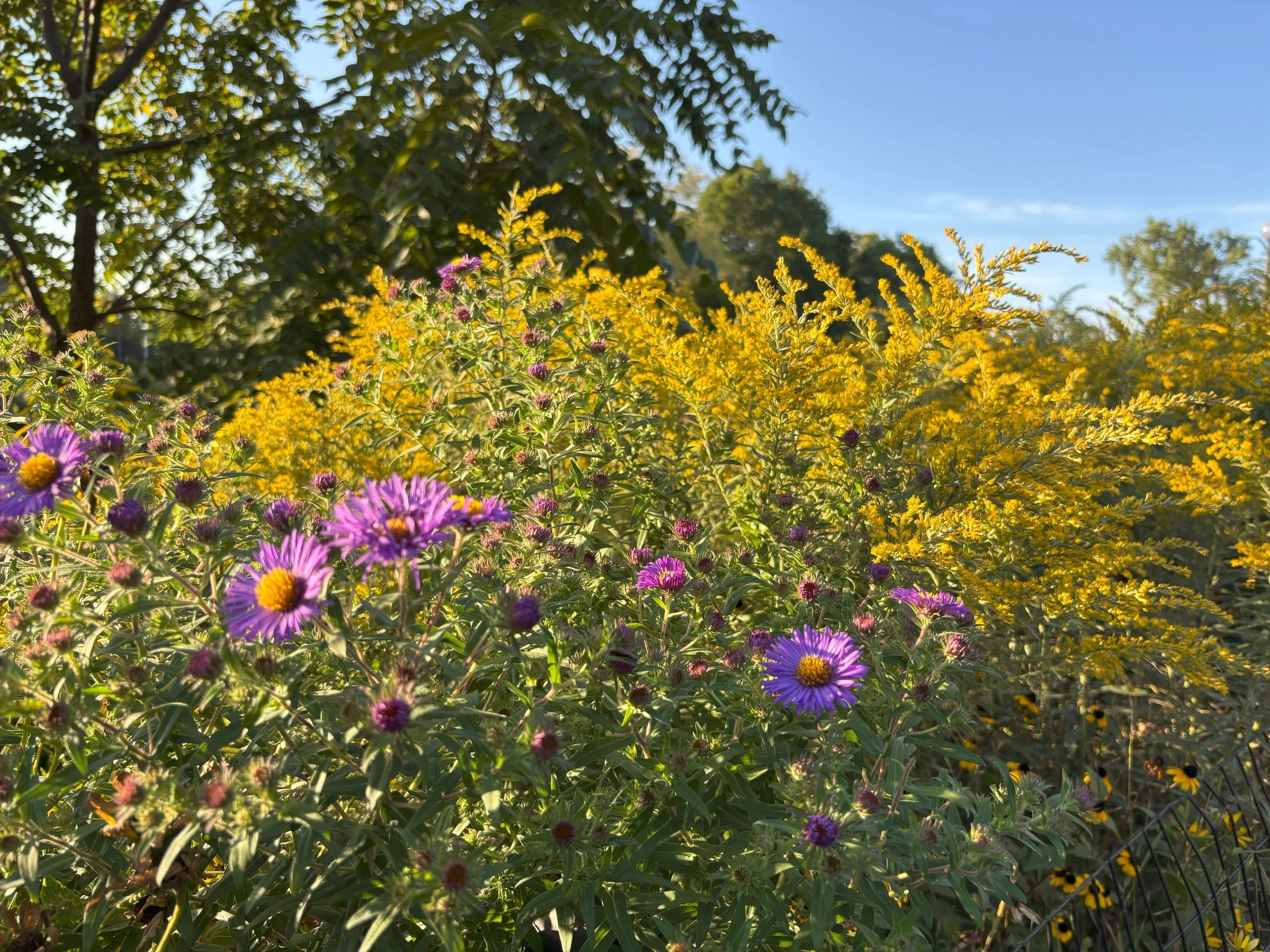 Colorful wildflowers, including purple daisies with yellow centers and yellow blooms, in a sunlit garden or meadow.