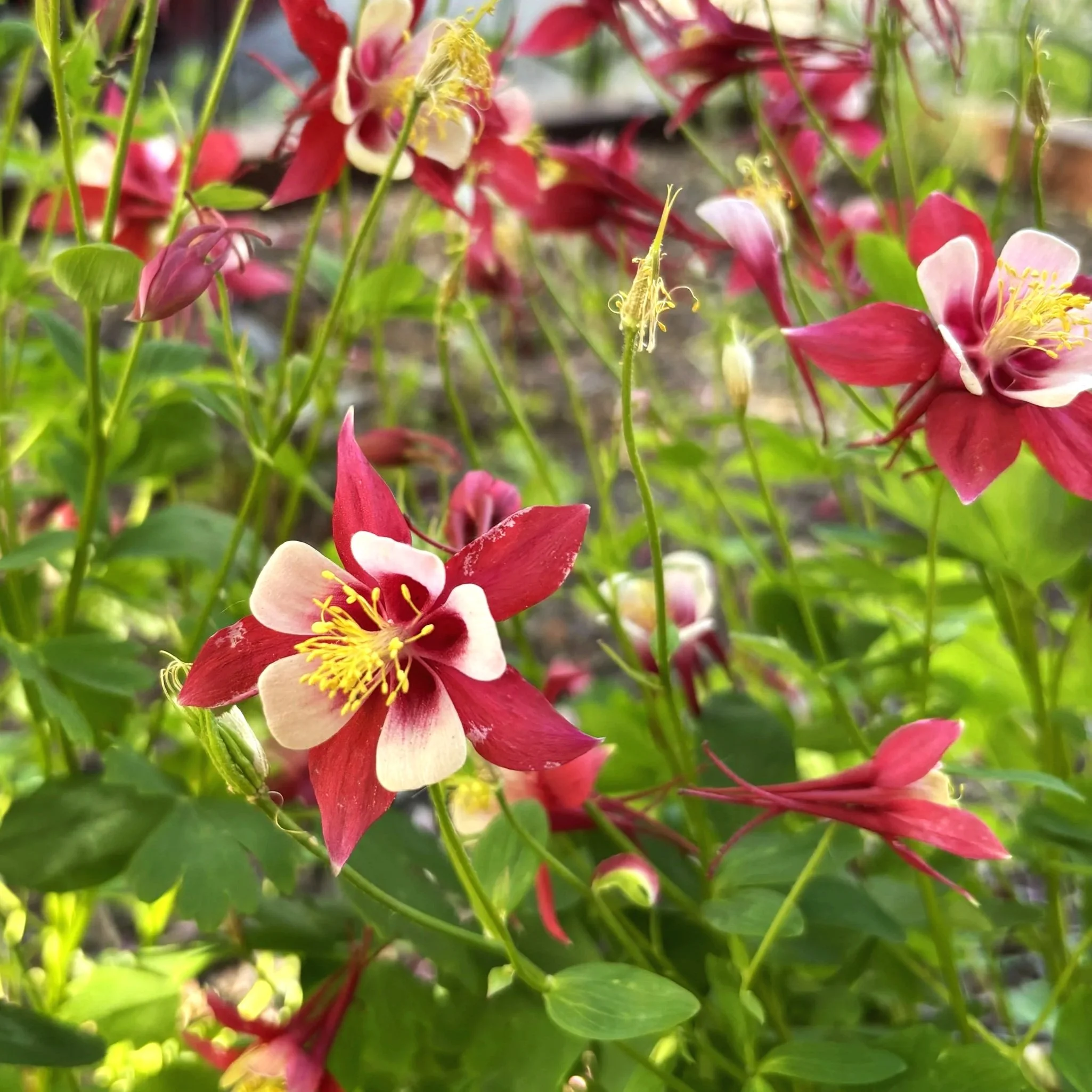 Close-up of pink and cream flowers with yellow stamens and green leaves in a garden.