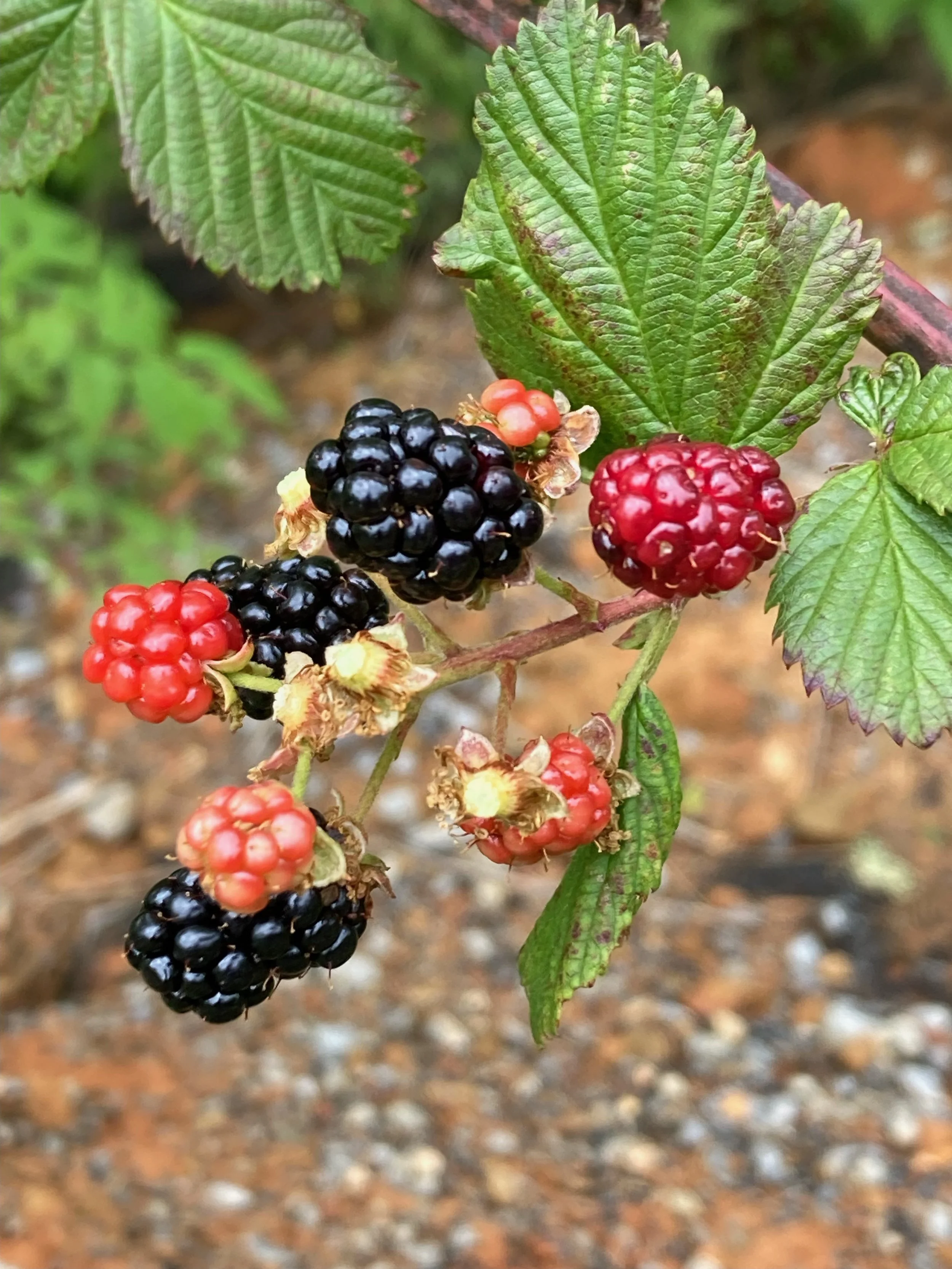 Close-up of ripe and unripe blackberries on a plant with green leaves.