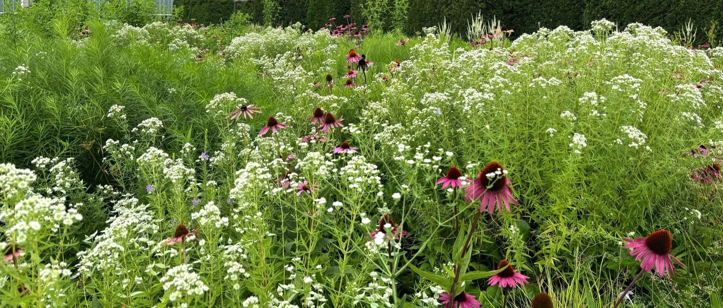 A lush garden filled with white, purple, and pink flowers with tall green foliage.