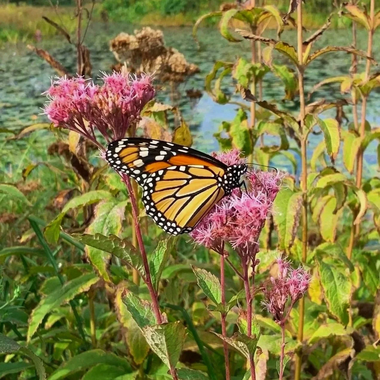 A Monarch butterfly perched on pink wildflowers near a body of water, surrounded by green foliage.