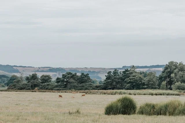 Open countryside with grassy fields, trees, and grazing cows under a cloudy sky.