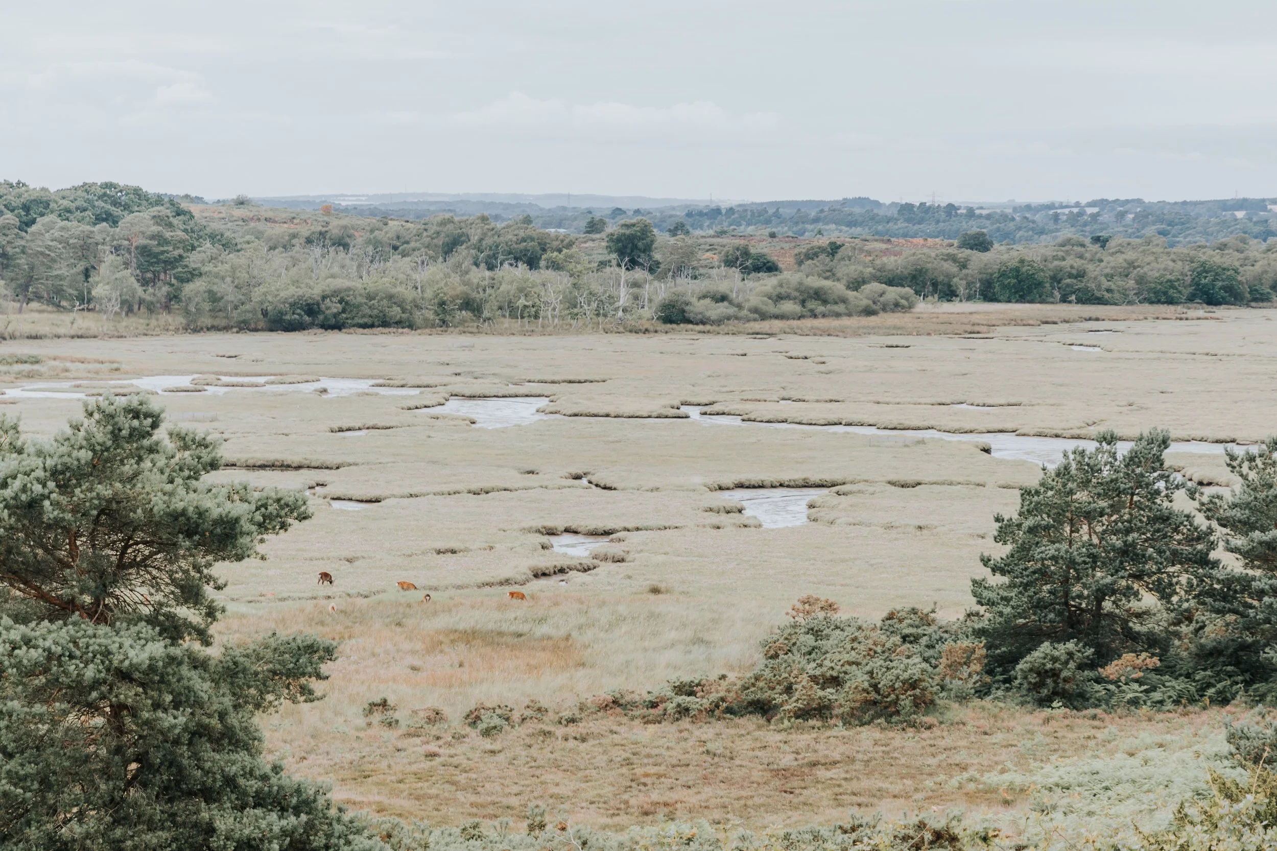 A landscape view of a marsh or wetland with grass, water channels, trees, and a few grazing animals in the foreground.