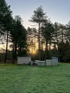 Outdoor scene featuring a grassy yard with a few trees and a sunset in the background.
