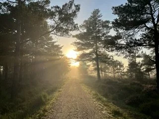 A dirt path through a forest with sunlight shining through the trees.