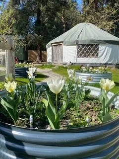 White tulips blooming in a garden with a yurt in the background.