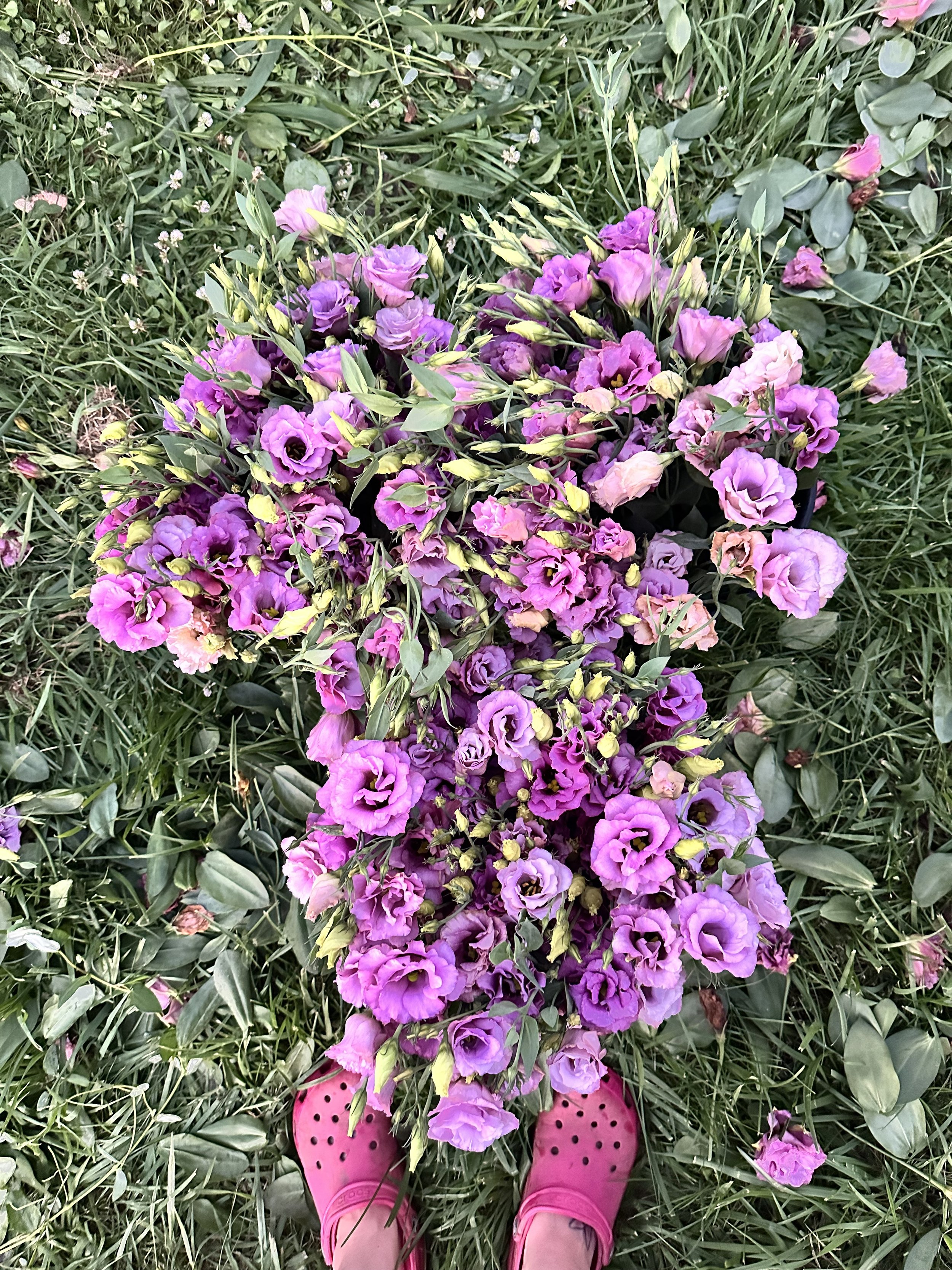 Person wearing pink Crocs standing on grass, with a bouquet of purple and pink Lisianthus flowers on the ground.