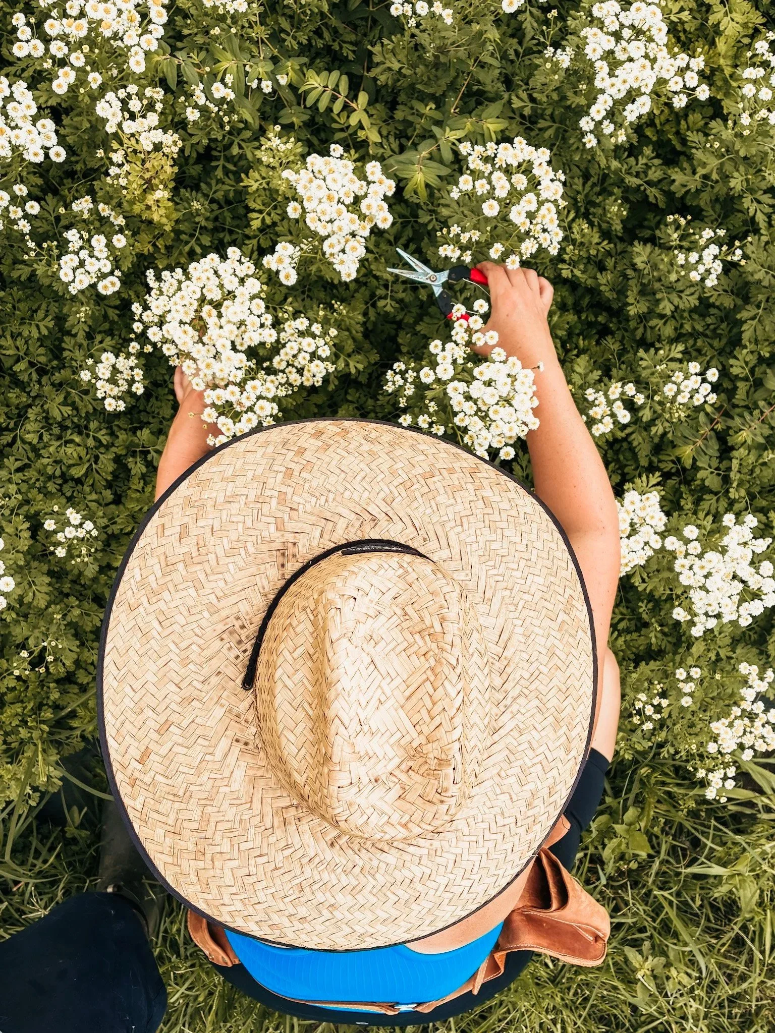 A person wearing a wide-brimmed straw hat and a blue shirt, holding pruning shears and cutting small white flowers Feverfew in a green, flowering bush.