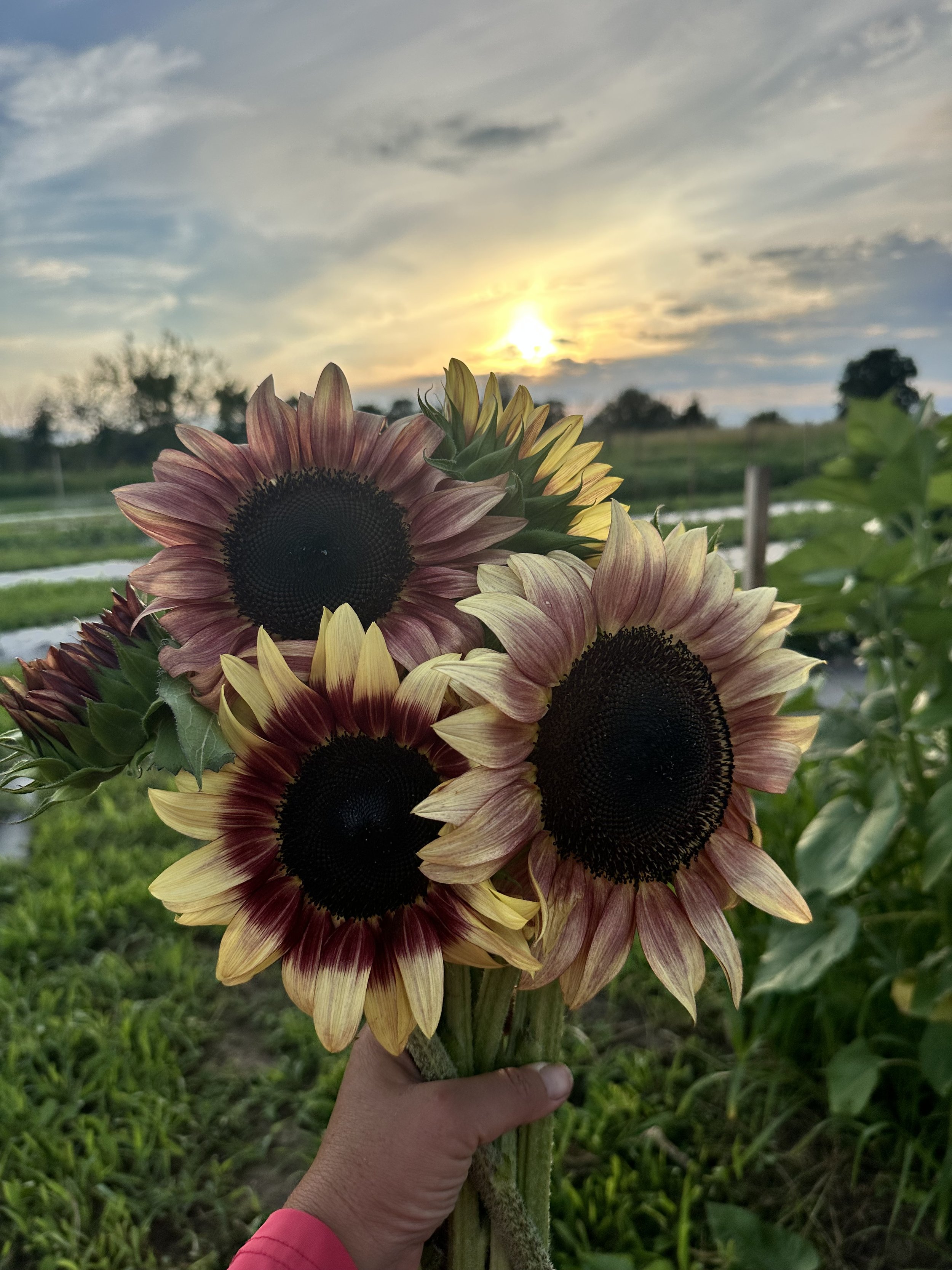 Sunflower bouquet being held by a person in a pink jacket with a rural landscape and cloudy sky in the background at sunset.