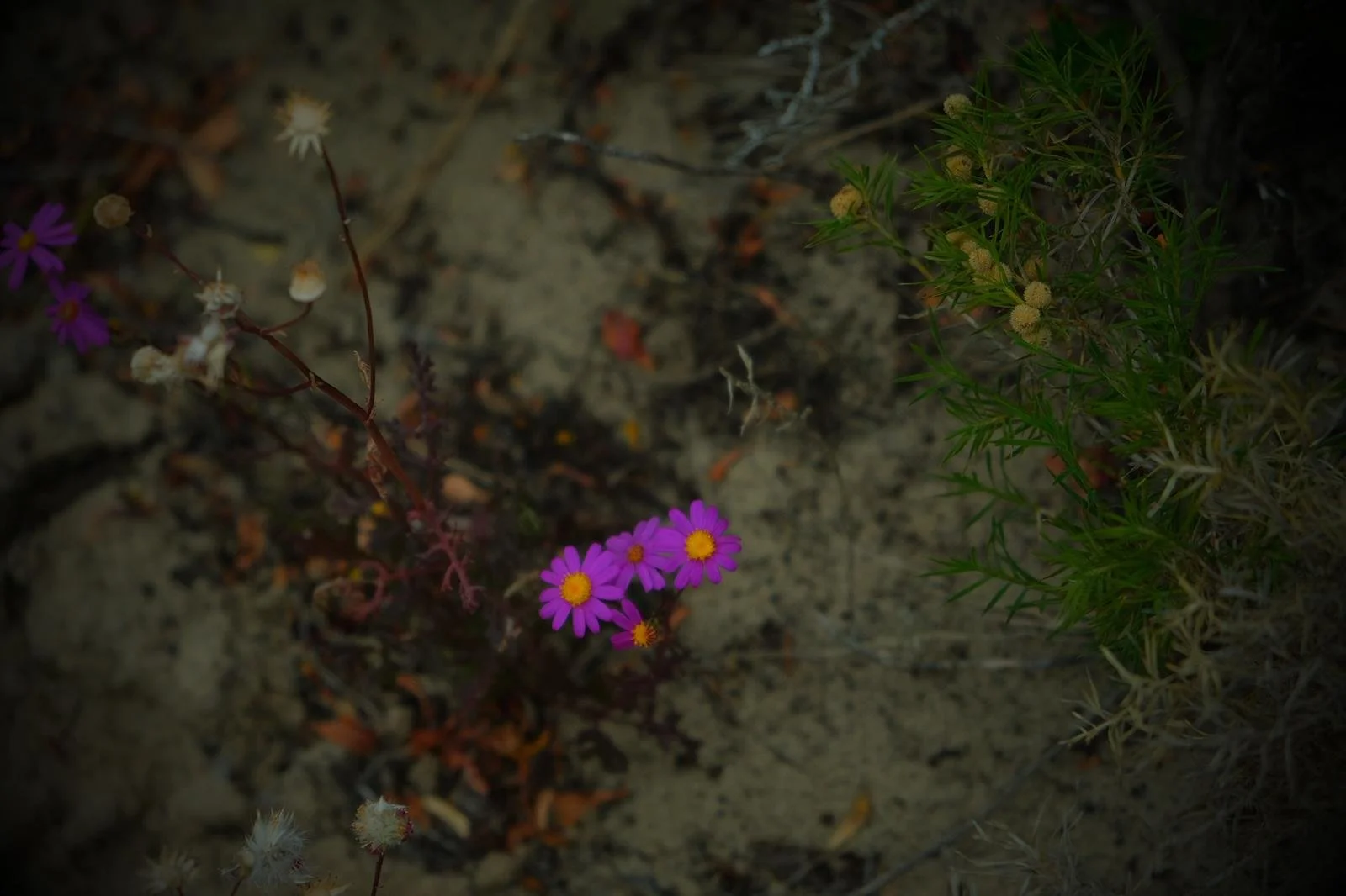 WhatsApp Image 2026-01-19 at 9.41.45 PM.jpeg