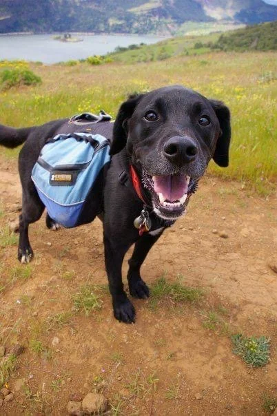 A black lab wearing a backpack standing on brown ground with a river off in the distance.