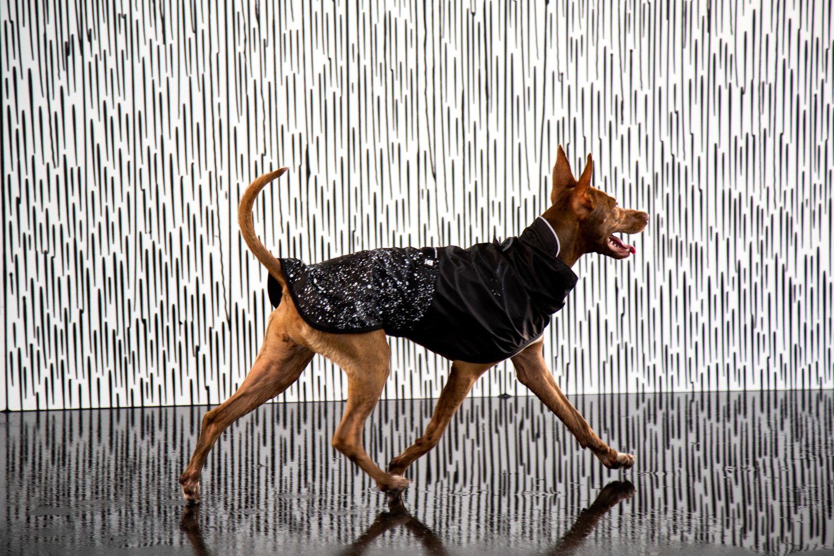 Rain Coat • Zee Dog