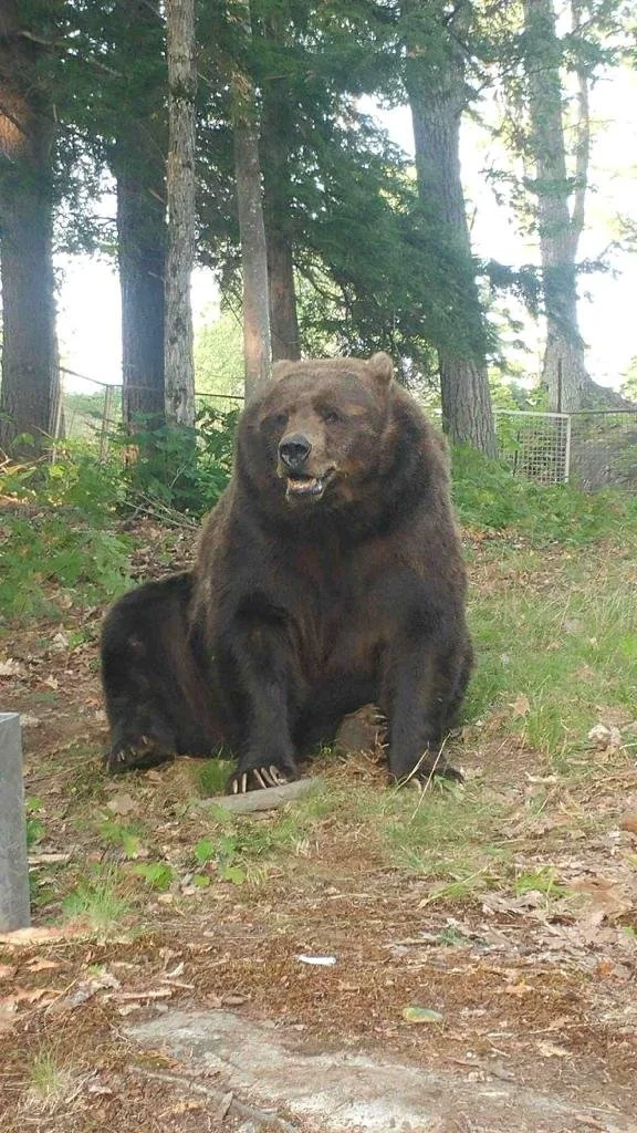 A large bear sitting on the ground in a forested area with trees and greenery in the background.