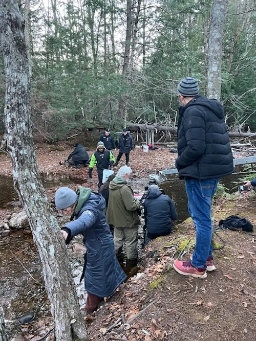 Group of people gathered around a creek in a forest, some standing on the bank, others wading into the water, likely participating in a nature or environmental activity.
