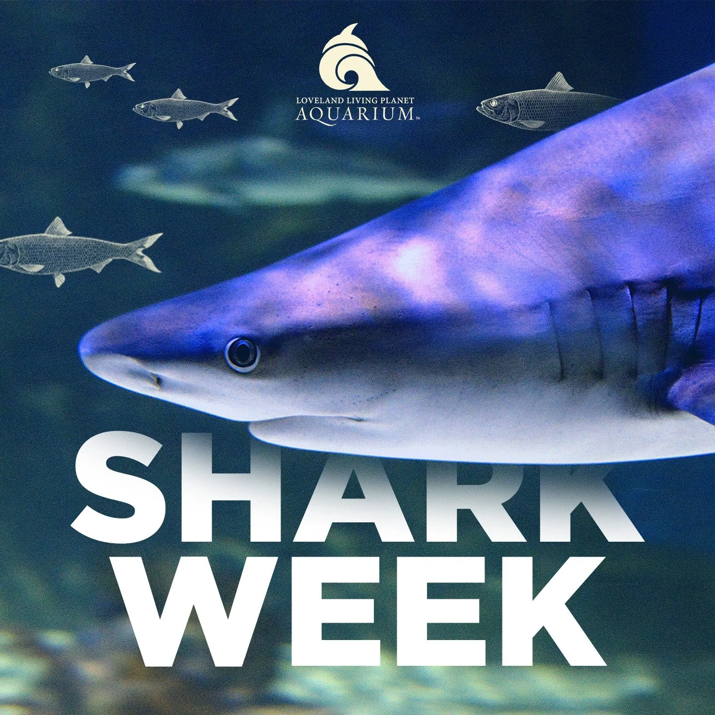 SharkWeek.jpg