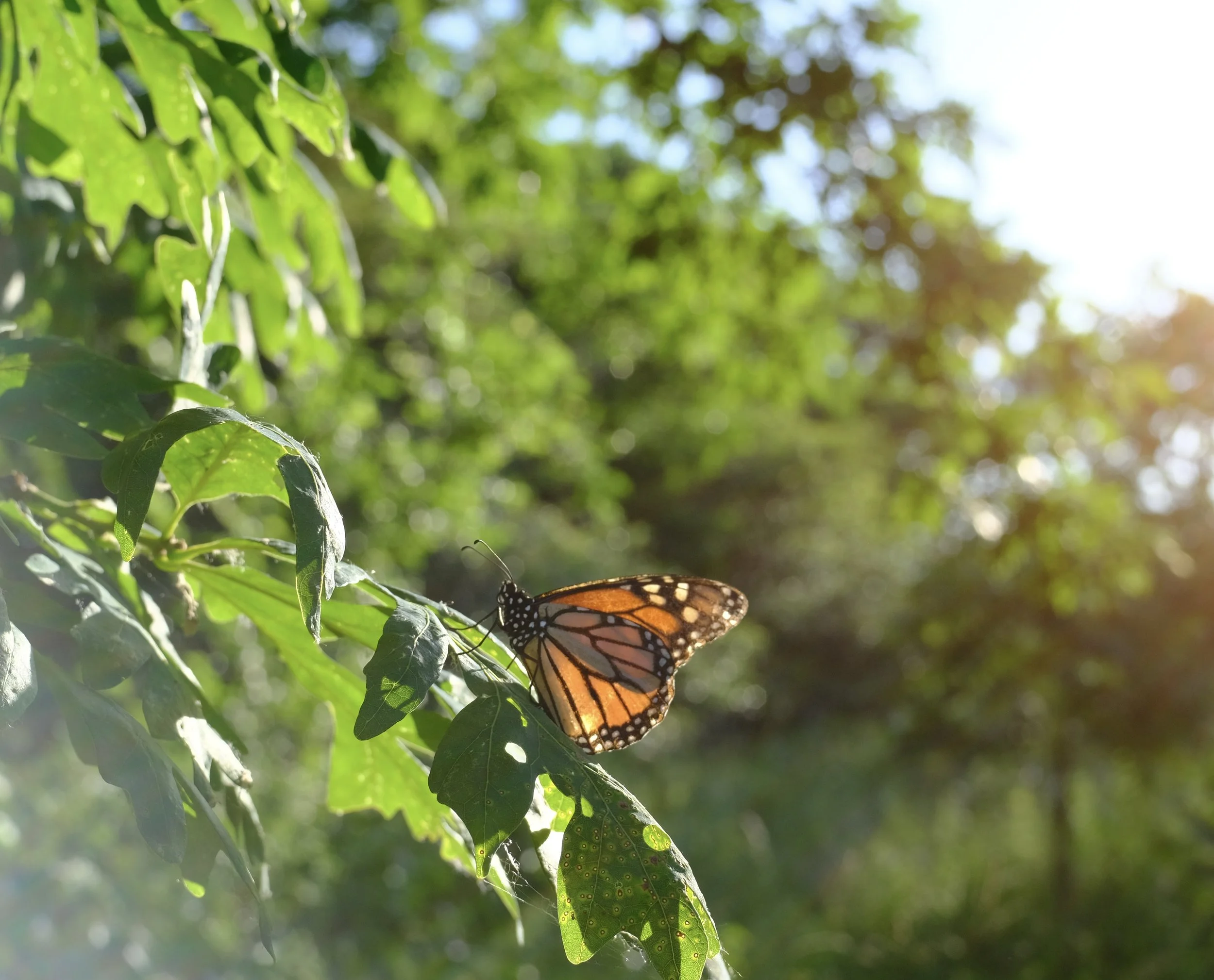 DSCF0601 2.jpg