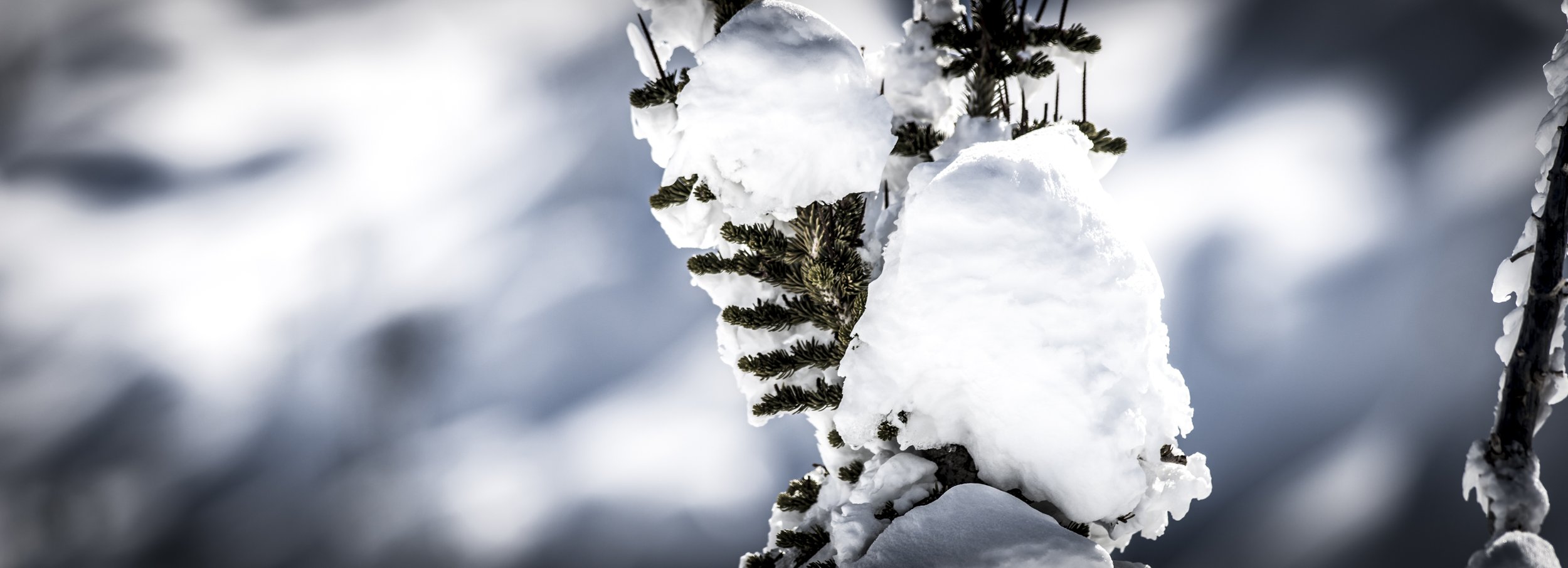 Close-up of snow-covered coniferous branches and tree trunk in a winter landscape.