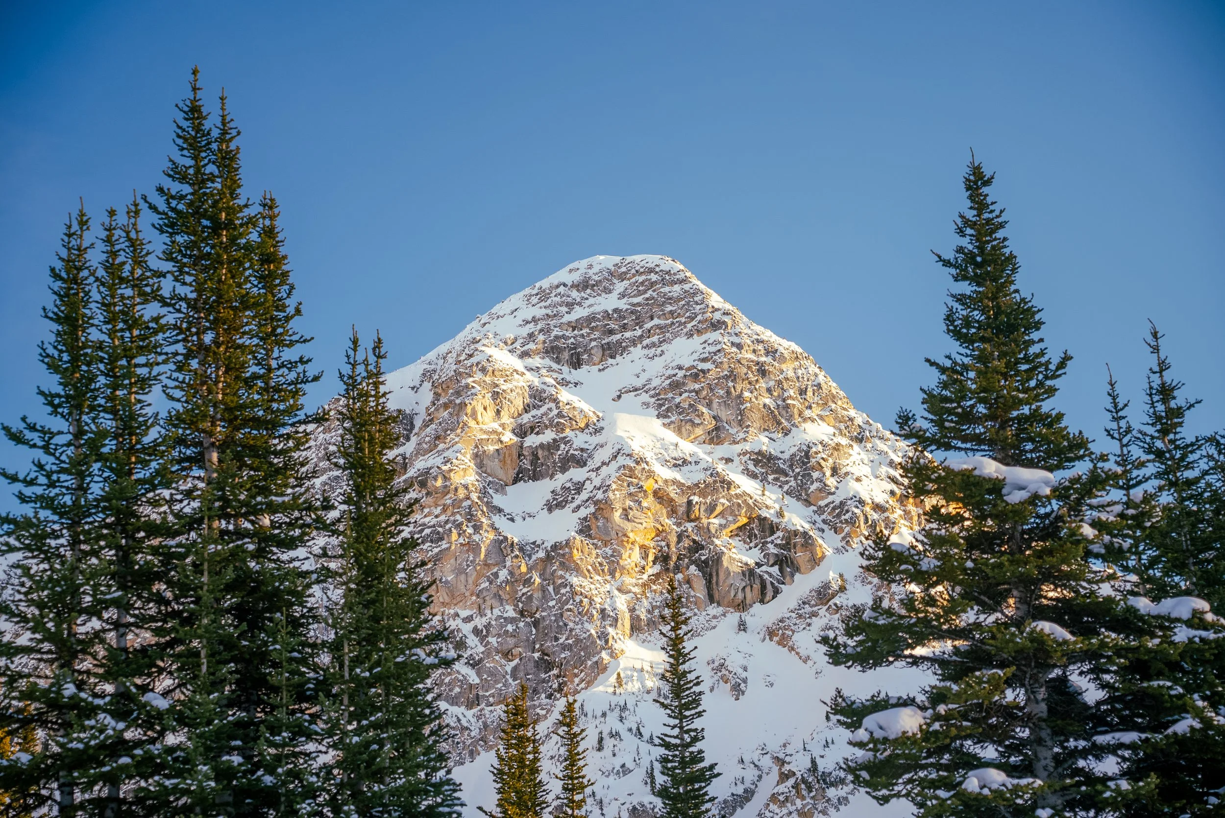 Snow-covered mountain peak with evergreen trees in the foreground under a clear blue sky.