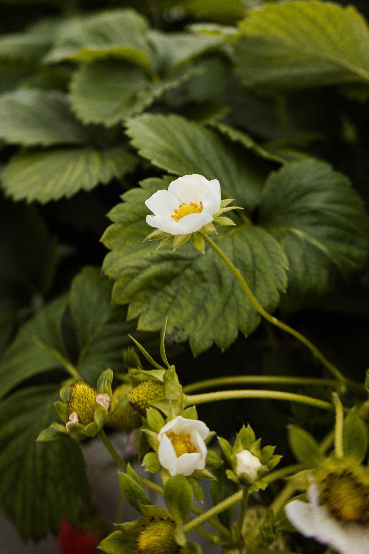 photographie reportage à lyon production fraises