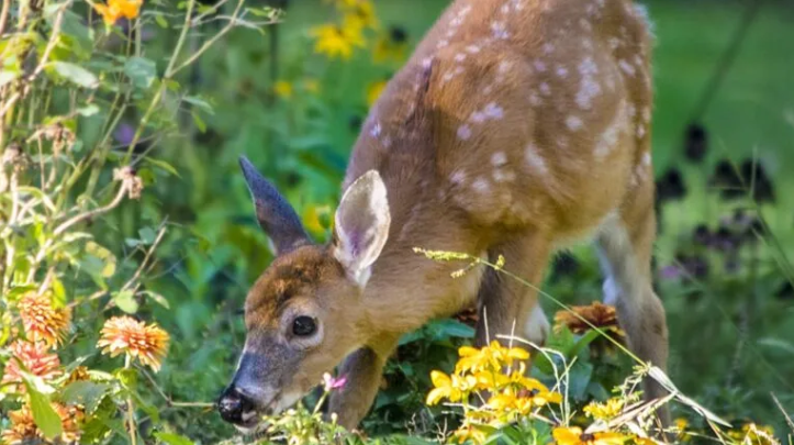 The Uninvited Guests: When the Deer Eat the Garden