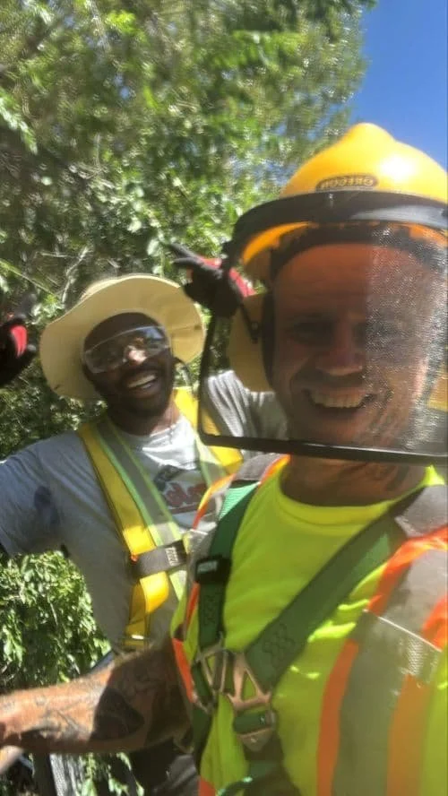 Workers pruning trees