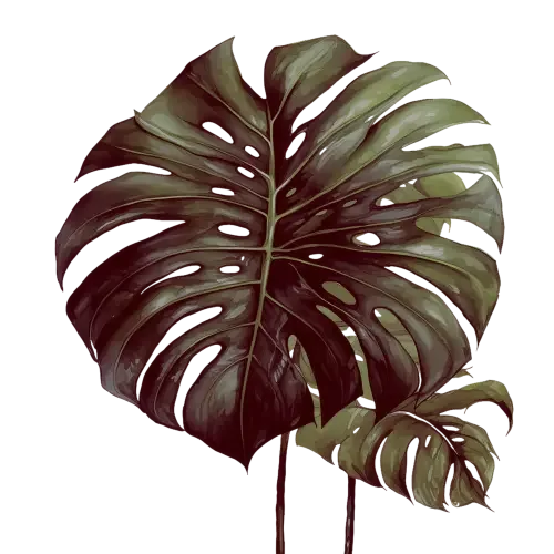 Leaf from a plant
