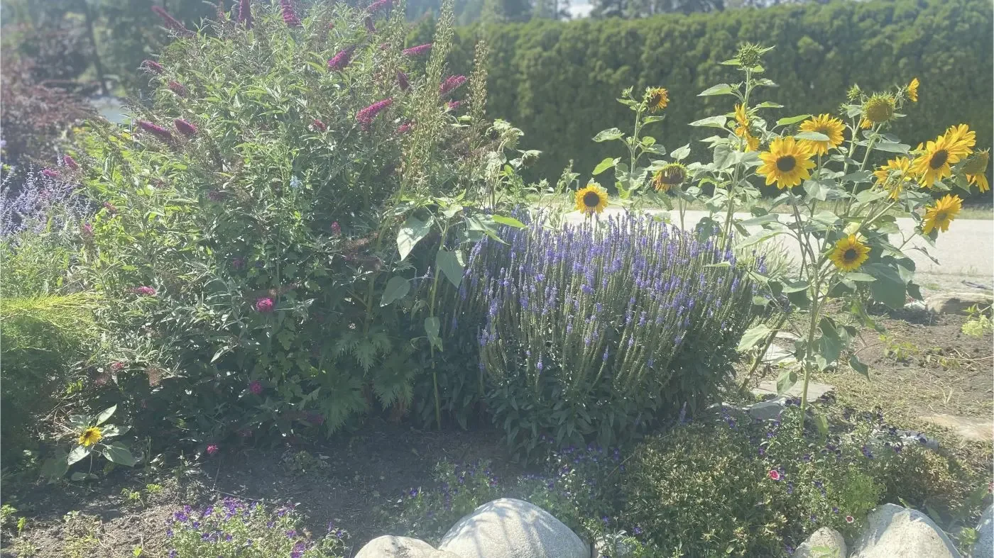 Plant and rock garden