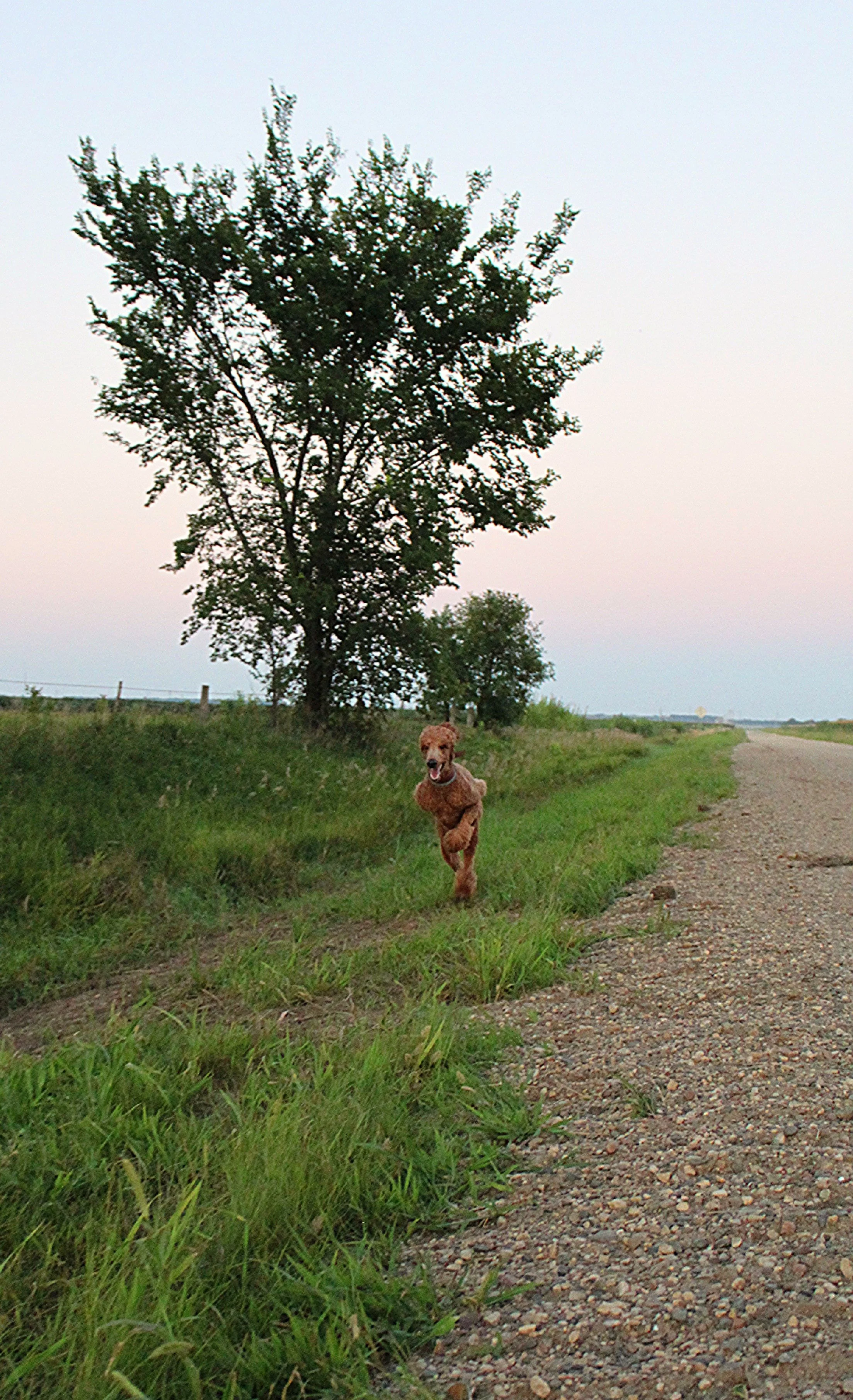 A red poodle running in the grass near a gravel road, with trees and a clear sky in the background.