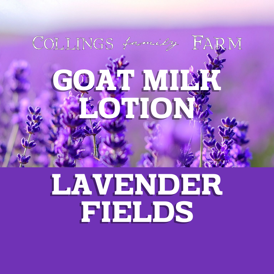 Lavender Fields