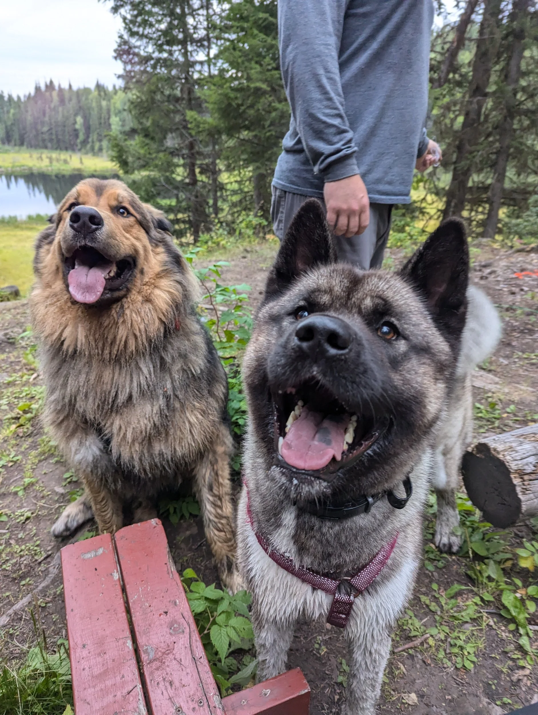 Two happy dogs, a fluffy brown and black one and a gray and black one, are outdoors near a small wooden bench with a body of water and trees in the background. A person stands behind them.