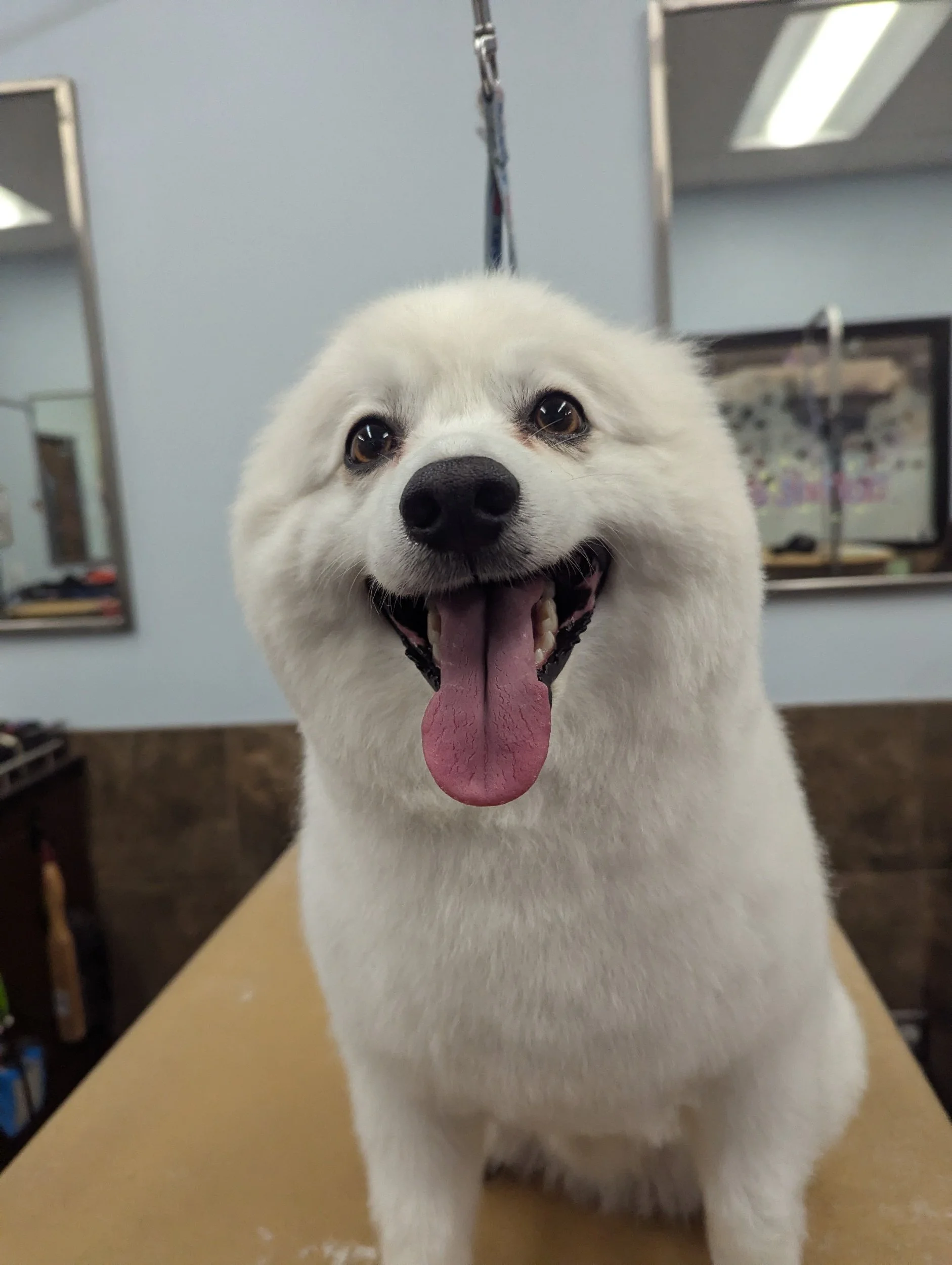 A happy, fluffy white dog with a black nose and brown eyes, sitting on a grooming table in a pet grooming salon, with its tongue sticking out.