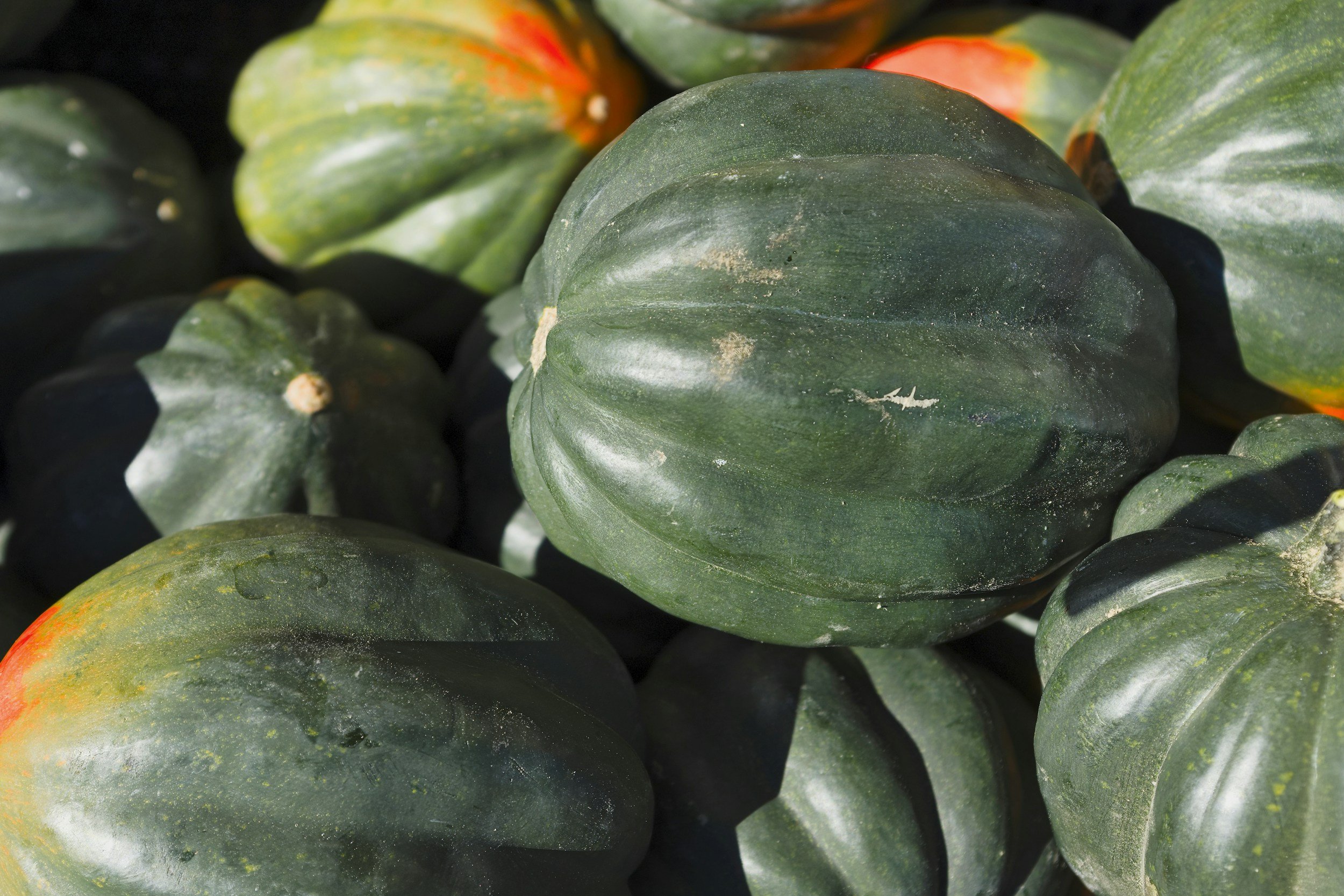 Acorn Squash