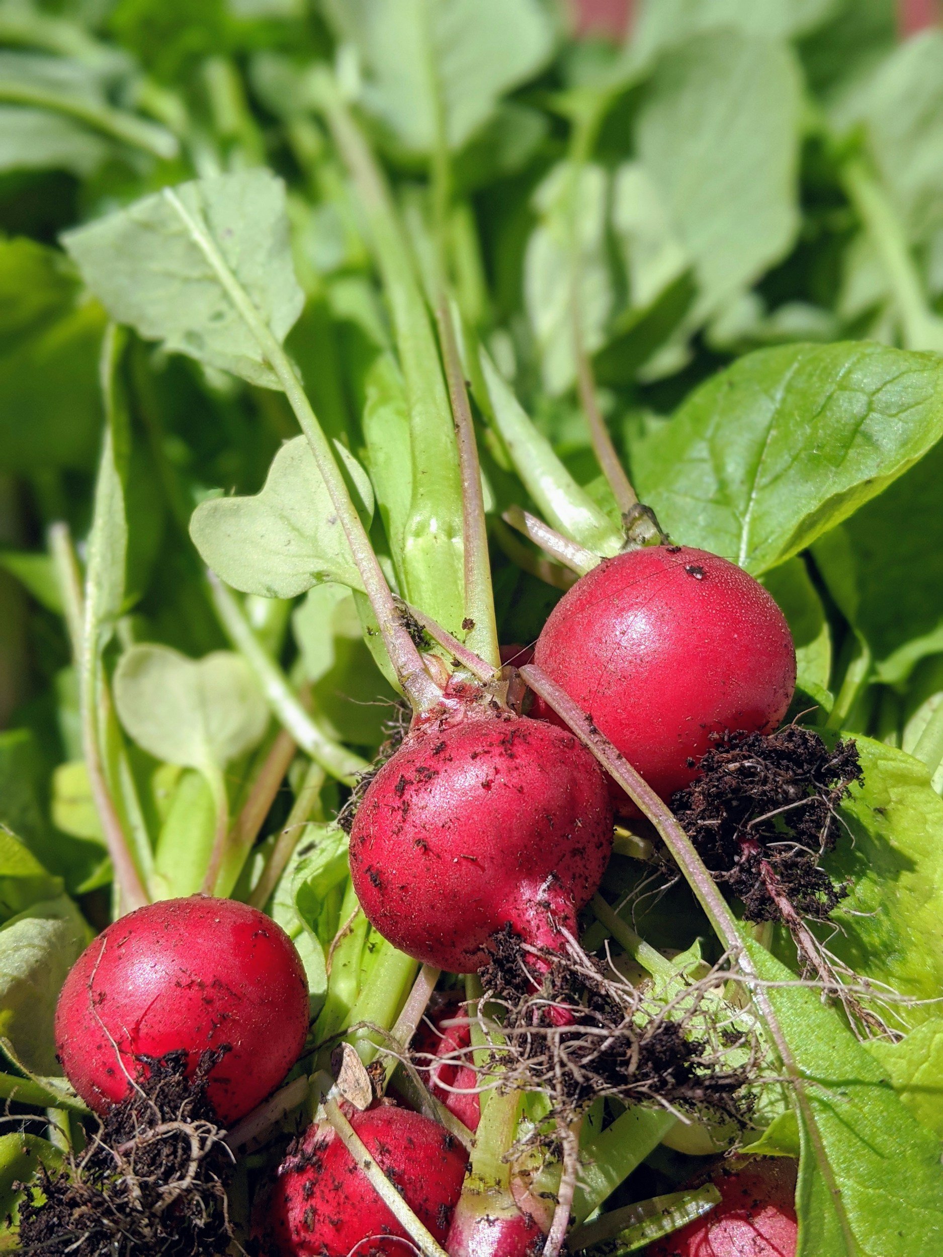 Radishes