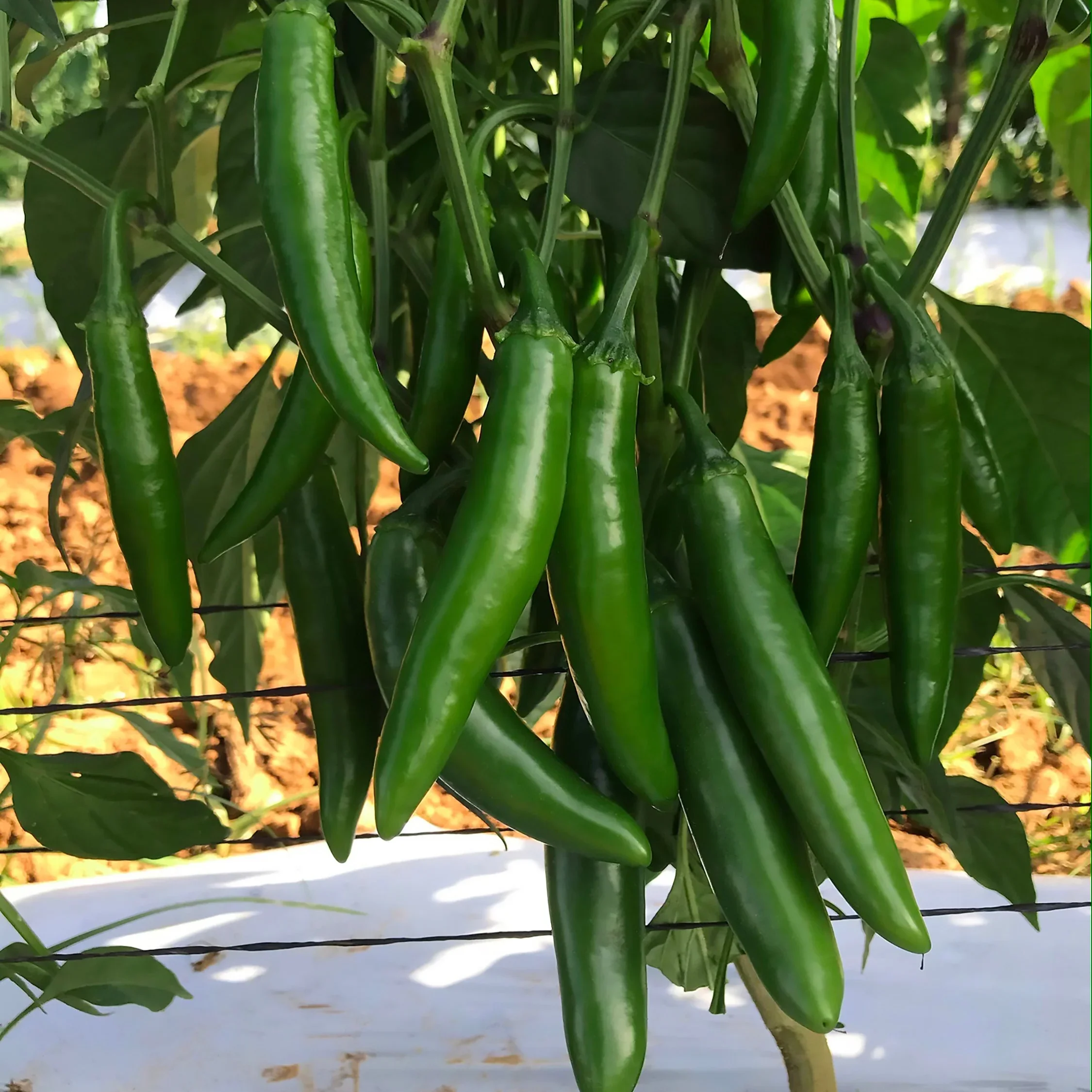 Serrano