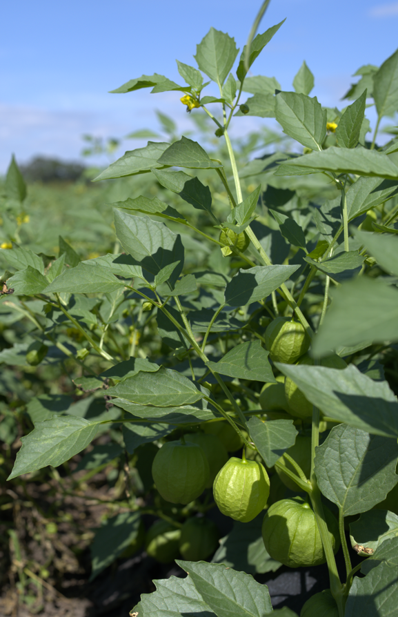 Tomatillo