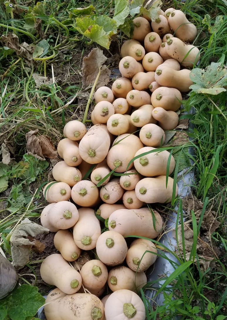 Butternut Squash