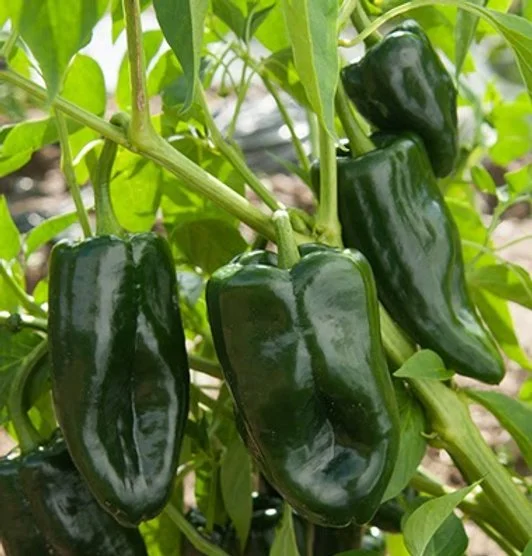 Poblano