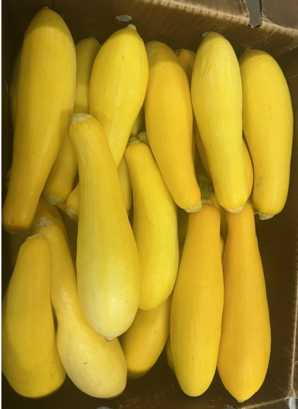 Yellow Squash
