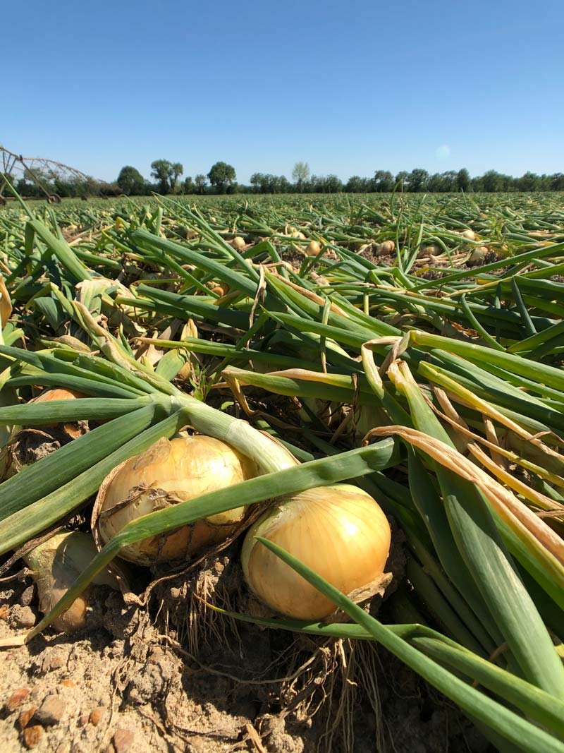 Sweet Onions