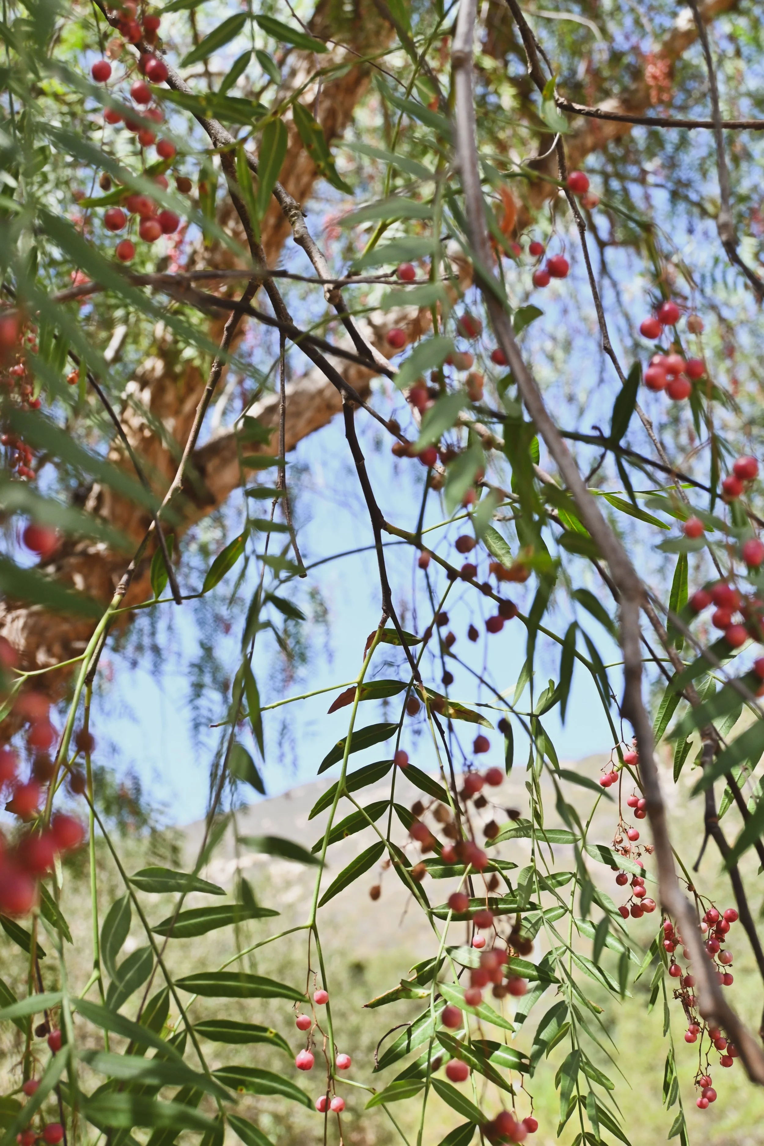 Ritual Wellness Center + Rancho Santa Fe
