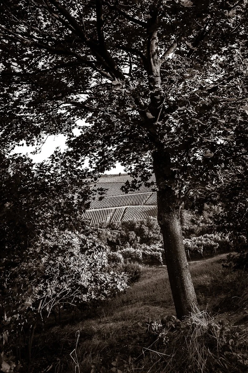 1208-German Holiday Part 2-063.jpg