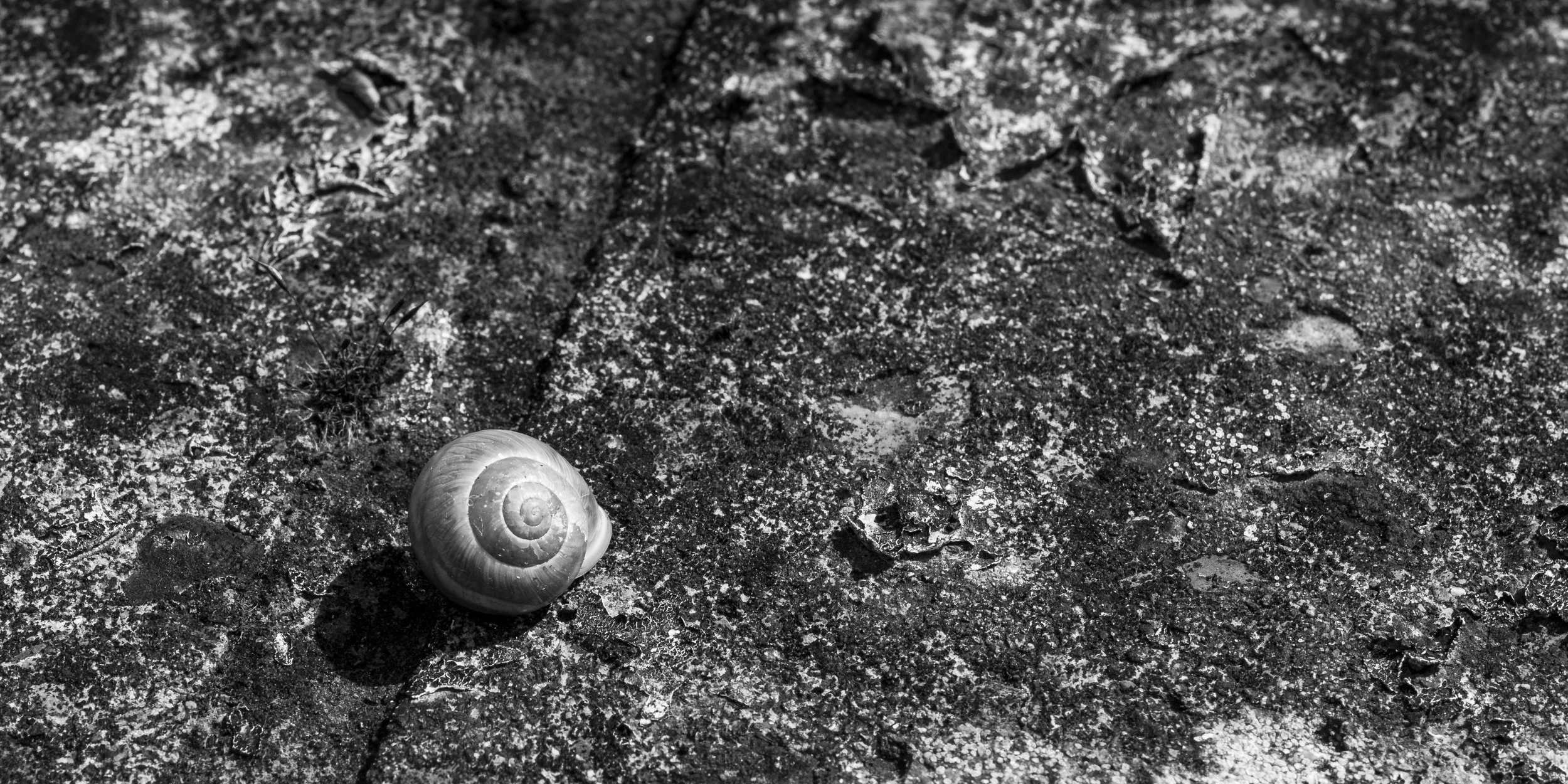 Turbo … The Photo
