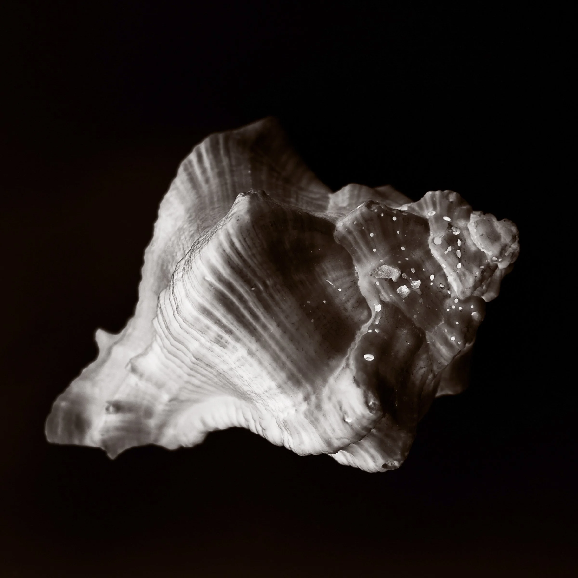 1703-Shell Shocked-201.jpg