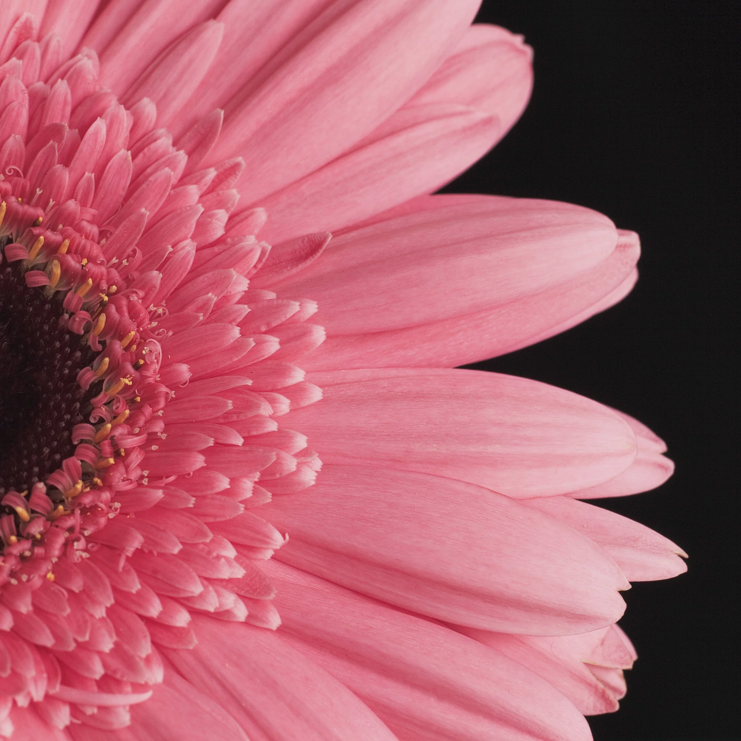 1005-Floral Selects-019.jpg