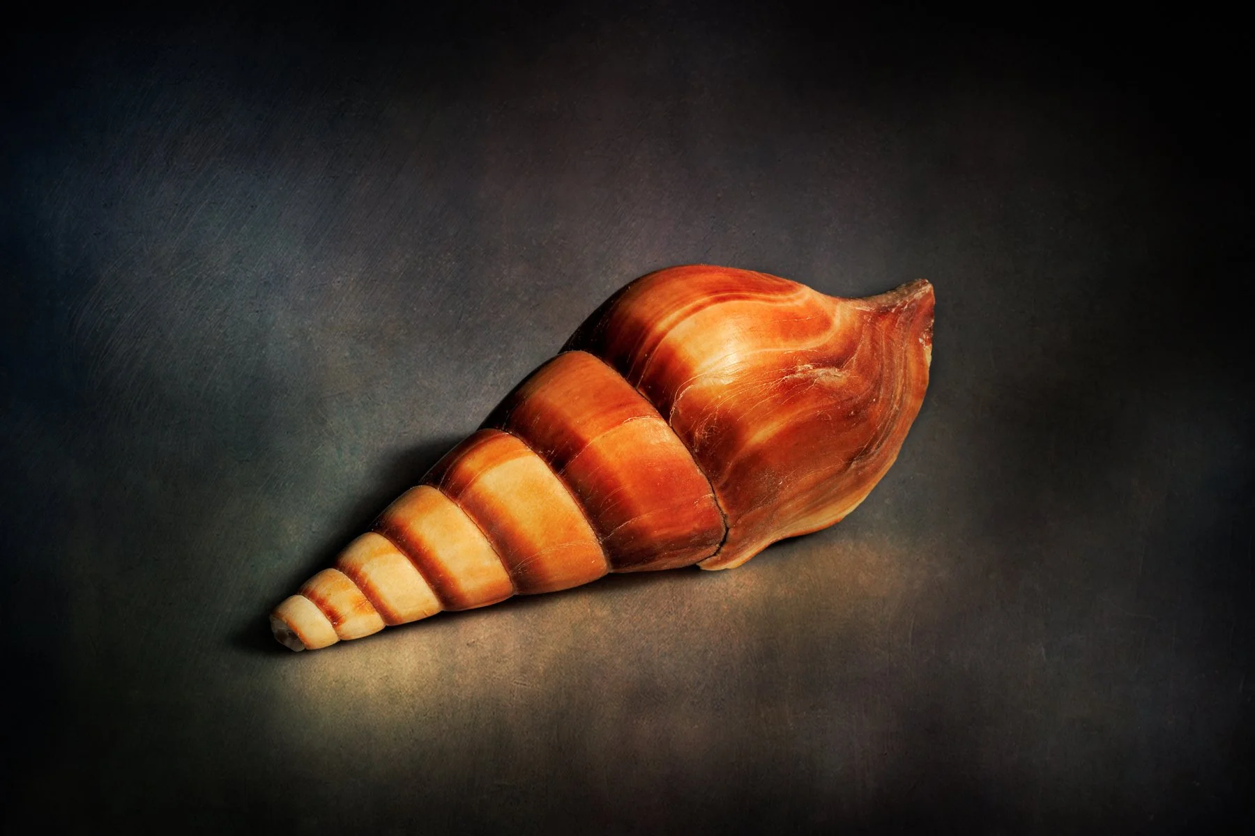 1703-Shell Shocked-006-Edit.jpg