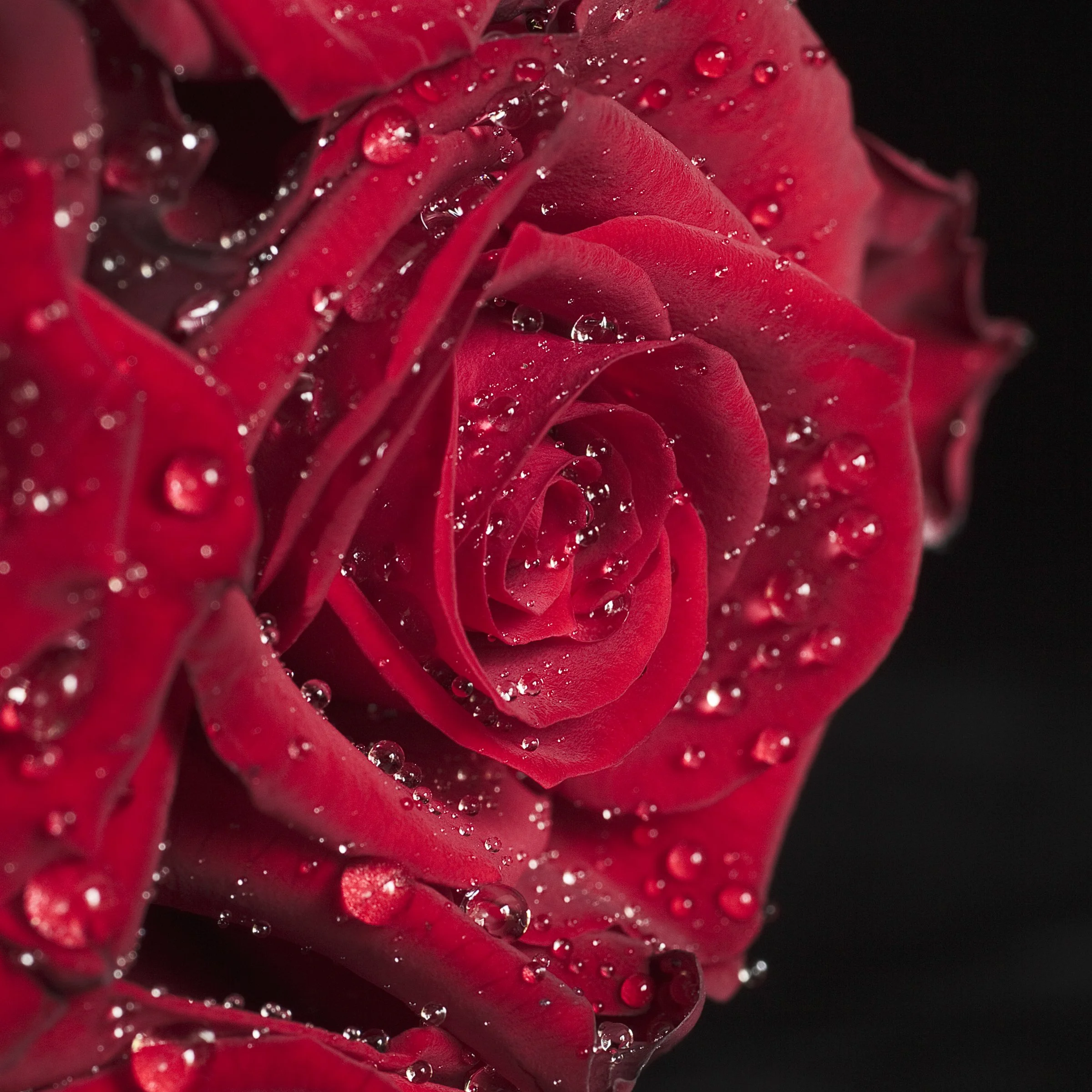 1005-Floral Selects-003-2.jpg