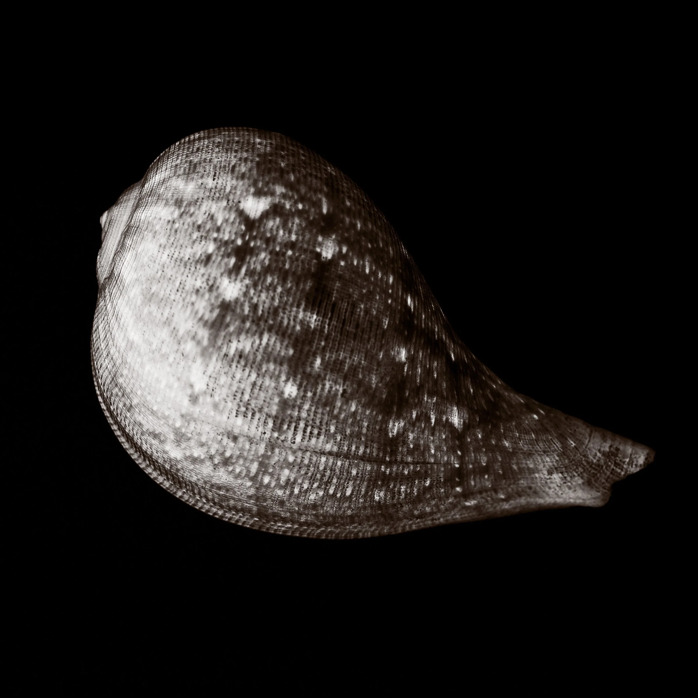 1703-Shell Shocked-196.jpg