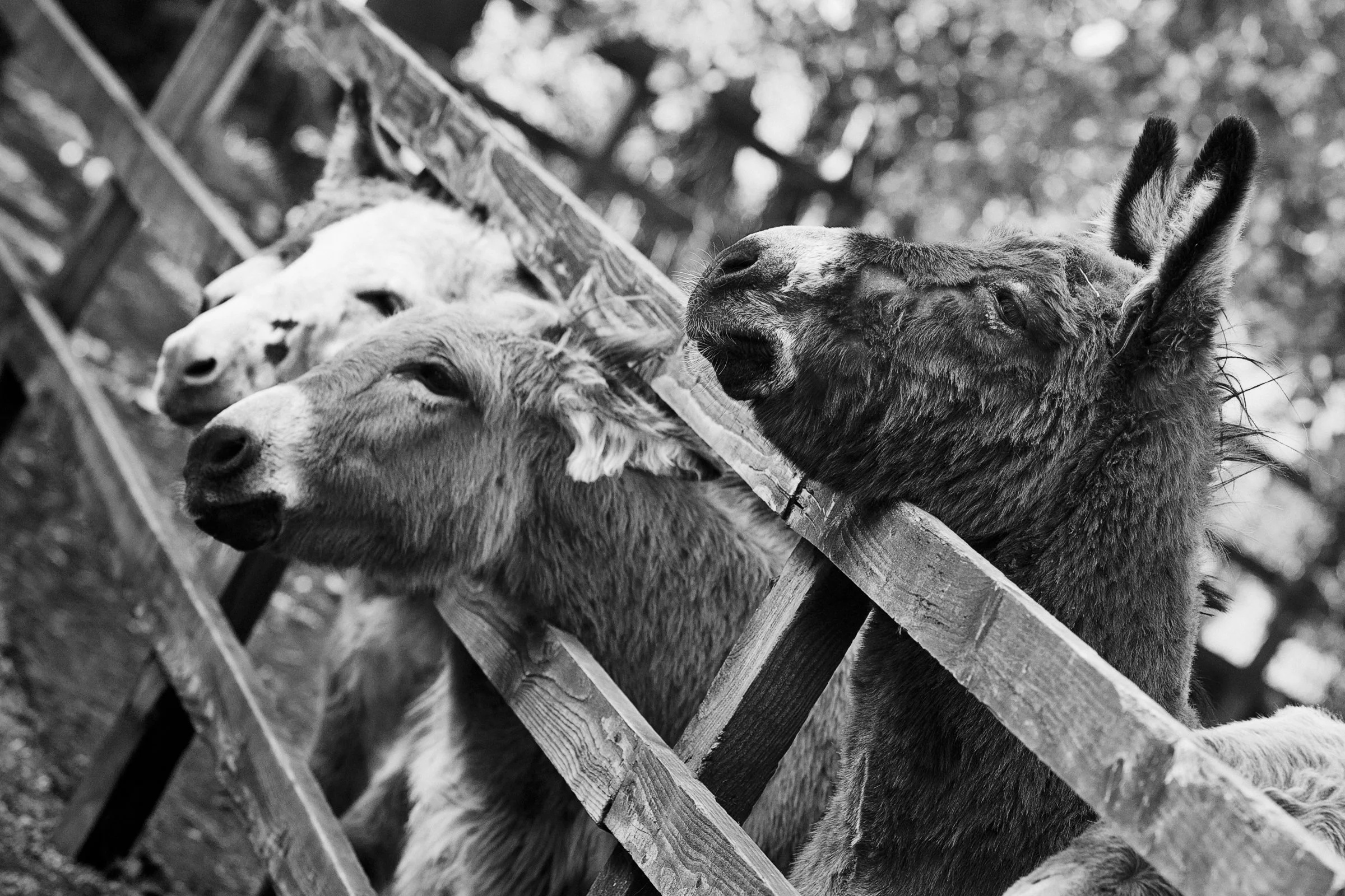 1110-Trim Donkey-012.jpg